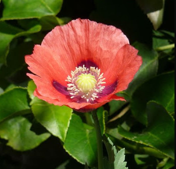 This Poppy suddenly appeared in the lower branches of a neglected shrub last year; if I had pruned and weeded more in the spring....I would have missed out!